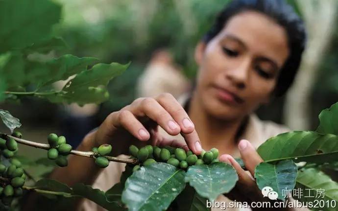 中国顾客对哪些咖啡豆是否有偏好？全球最贵的种咖啡有哪些?