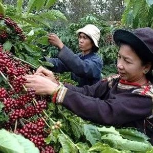 全球咖啡供应过剩 越南咖啡出口量与价齐跌