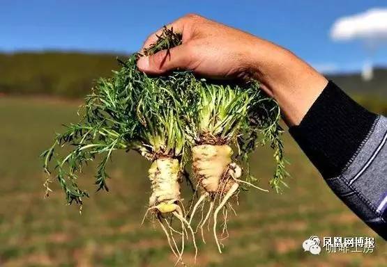 掌握秘鲁咖啡和玛卡咖啡的区别，从此告别受骗上当