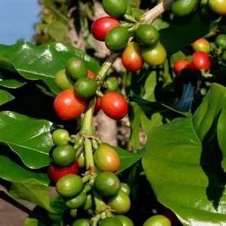 咖啡皇后——夏威夷KONA咖啡豆的不同冲煮方案