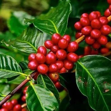 咖啡的历史与发展！神秘的红色果实成为风靡全球的黑金潮流