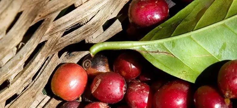 最顶级的阿拉比卡咖啡，文末有福利