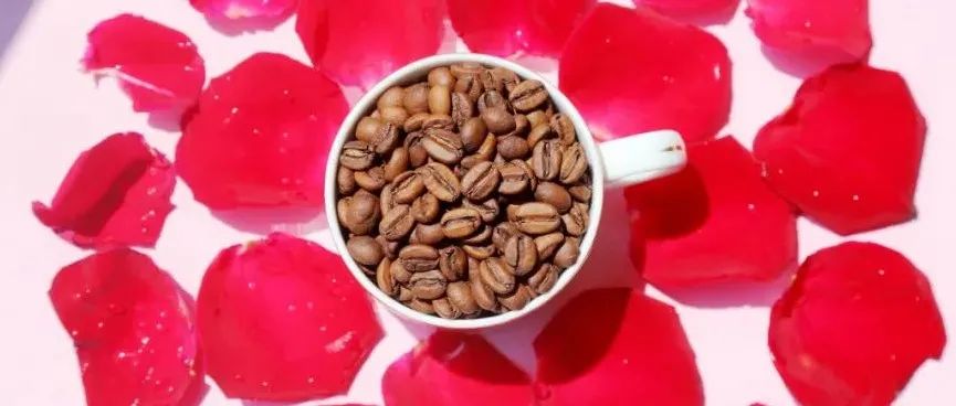 新产季花魁 折尝鲜>咖啡控必入手！