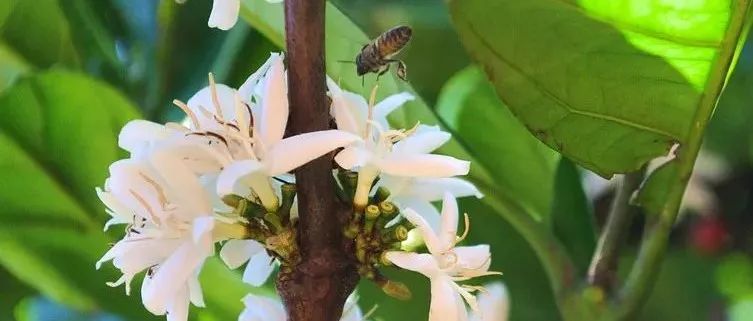 你喝过咖啡花茶吗？比竞标瑰夏还抢手！