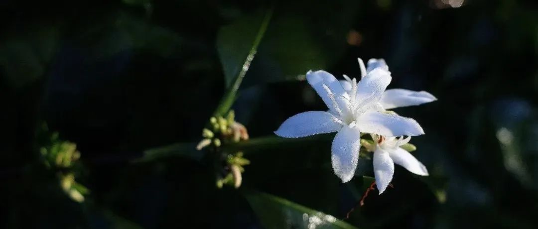 花香型手冲豆 折抢>媲美瑰夏喝爱上