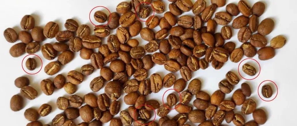 咖啡豆也有公母之分吗？