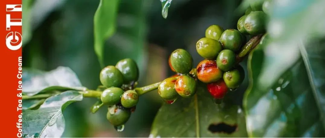 云南普洱丨微不足道的小事，也是关于咖啡的宏大叙事